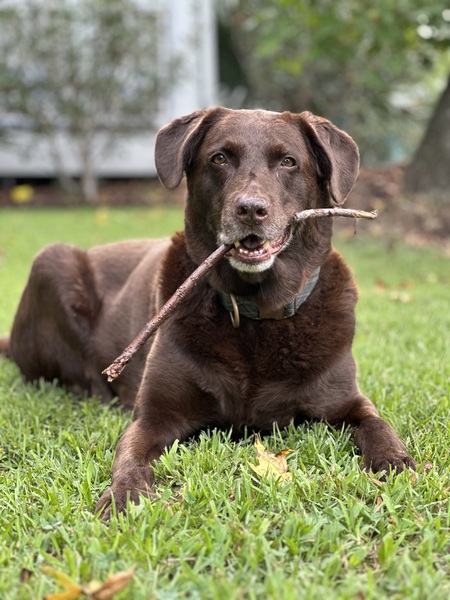 Entry image for Sampson. Clicking this image will show a larger photo