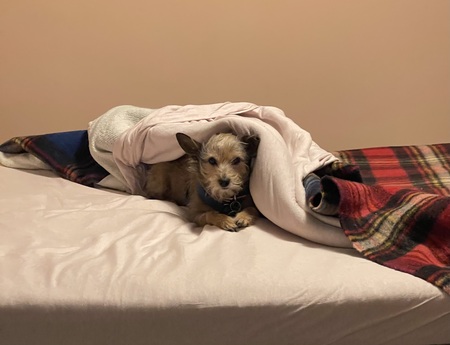 Entry image for Tonka. Clicking this image will show a larger photo