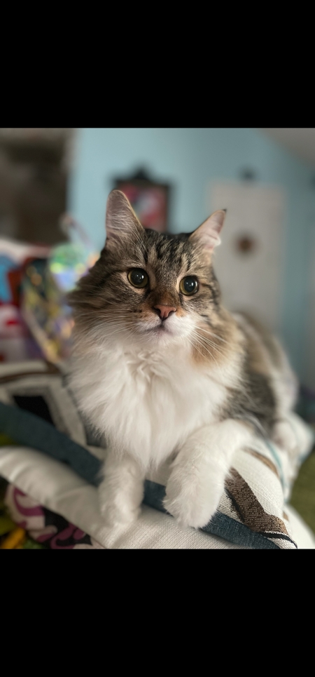 Entry image for Prince  Caspian. Clicking this image will show a larger photo