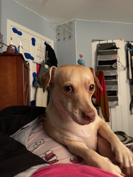 Entry image for Mookie. Clicking this image will show a larger photo