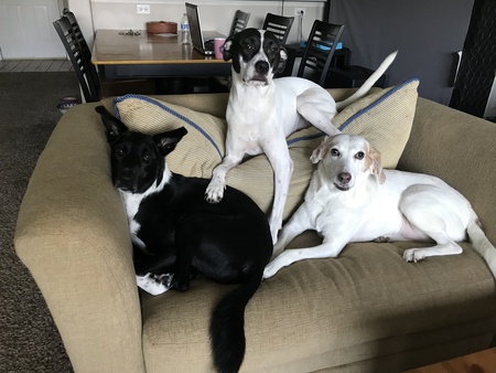 Entry image for Spirit Hope Zuma. Clicking this image will show a larger photo