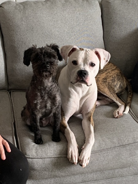 Entry image for Max and Whiskey. Clicking this image will show a larger photo