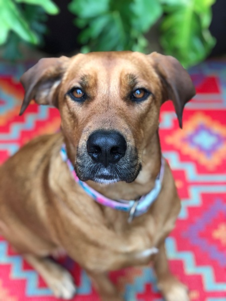 Entry image for Daisy. Clicking this image will show a larger photo