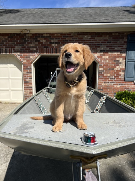 Entry image for Goose. Clicking this image will show a larger photo