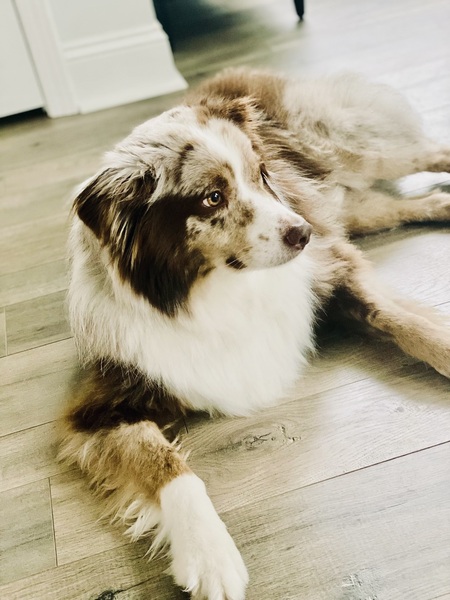 Entry image for Leo. Clicking this image will show a larger photo