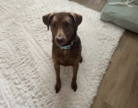 Entry image for Tilly. Clicking this image will show a larger photo