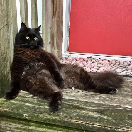 Entry image for Mimi. Clicking this image will show a larger photo