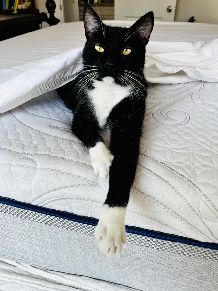 Entry image for Charlie Boy. Clicking this image will show a larger photo