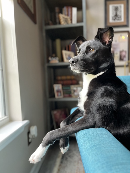 Entry image for Rory Dory. Clicking this image will show a larger photo