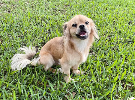 Entry image for Yogi. Clicking this image will show a larger photo