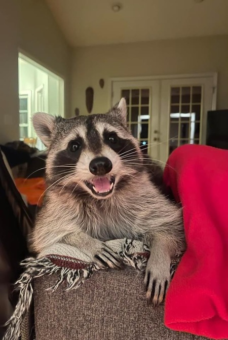 Entry image for Biscuits. Clicking this image will show a larger photo