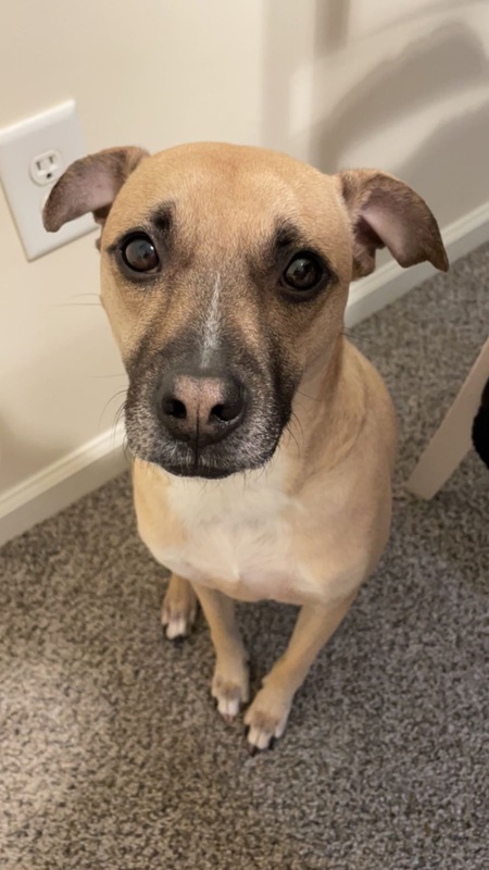 Entry image for Lemon. Clicking this image will show a larger photo