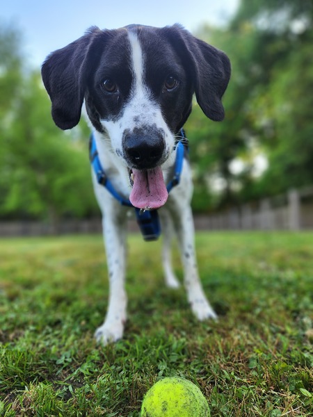 Entry image for Caleb Shark. Clicking this image will show a larger photo