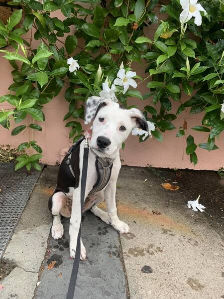 Entry image for Angel. Clicking this image will show a larger photo