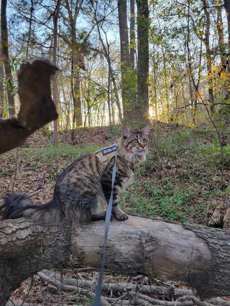 Entry image for Jesse James. Clicking this image will show a larger photo