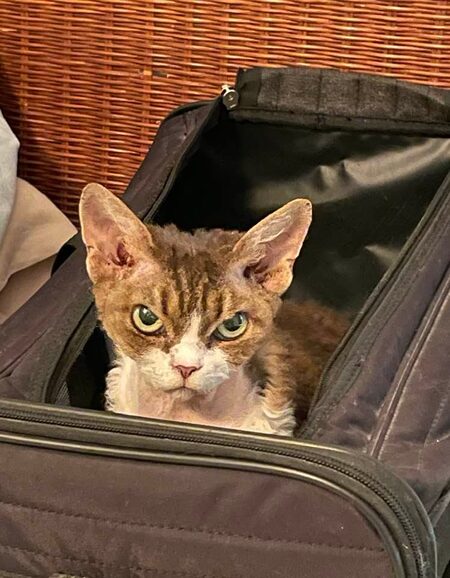 Entry image for Boogie. Clicking this image will show a larger photo