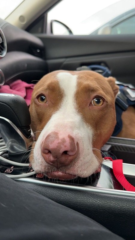 Entry image for Tank . Clicking this image will show a larger photo