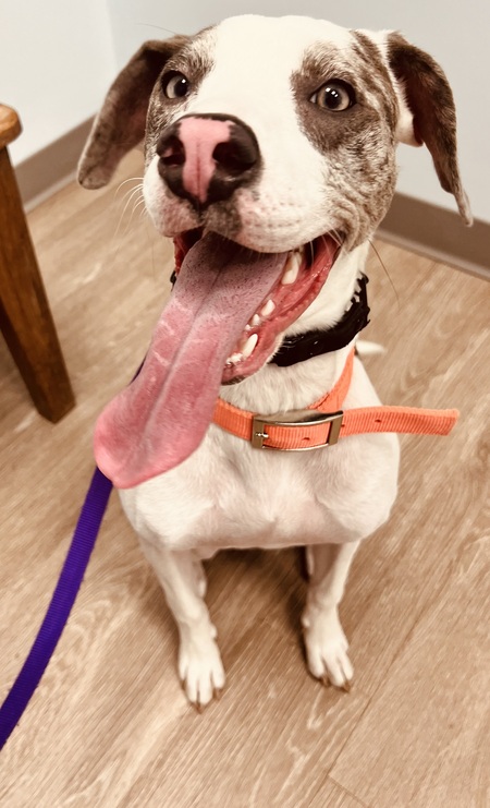 Entry image for Blueberry aka Bleu. Clicking this image will show a larger photo