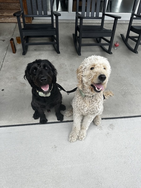 Entry image for Hampton and Beau. Clicking this image will show a larger photo