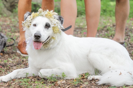 Entry image for Nova. Clicking this image will show a larger photo