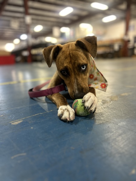 Entry image for Zoela. Clicking this image will show a larger photo