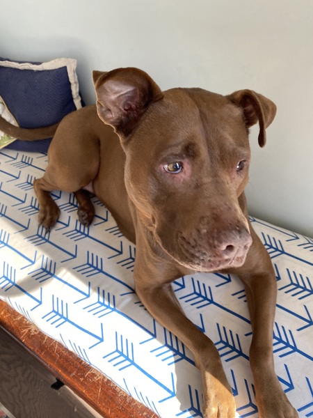 Entry image for Ruby. Clicking this image will show a larger photo