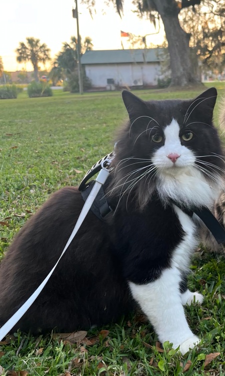 Entry image for Sawyer. Clicking this image will show a larger photo