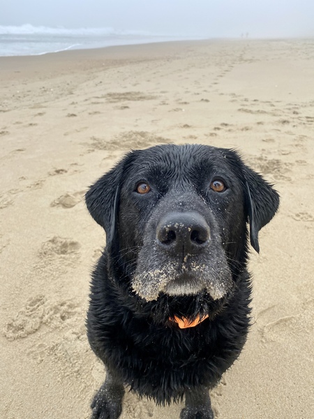 Entry image for Toby. Clicking this image will show a larger photo