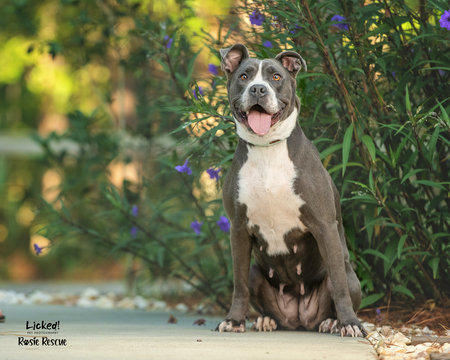 Entry image for Kelce. Clicking this image will show a larger photo