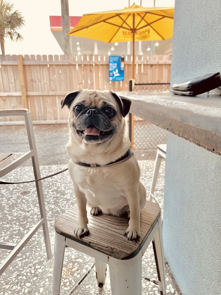 Entry image for Belly. Clicking this image will show a larger photo