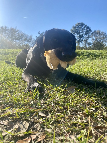 Entry image for Natty. Clicking this image will show a larger photo