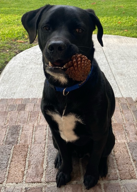 Entry image for Rip. Clicking this image will show a larger photo