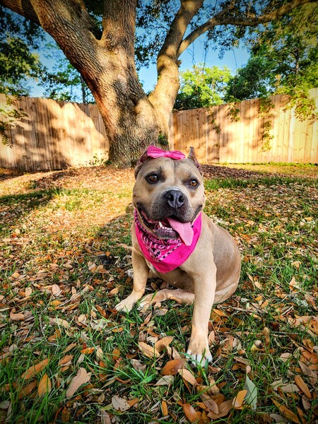 Entry image for Darla. Clicking this image will show a larger photo