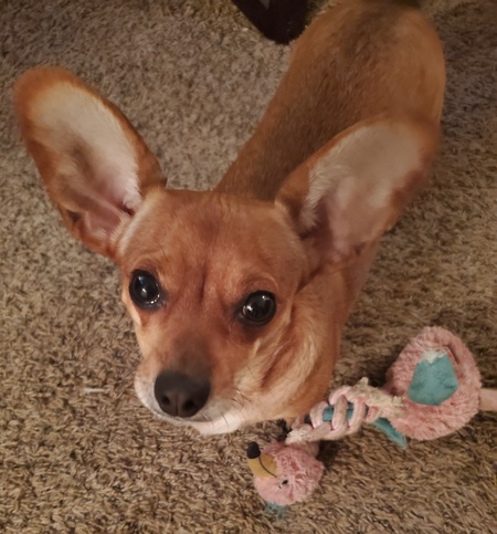 Entry image for Foxy Forrest. Clicking this image will show a larger photo