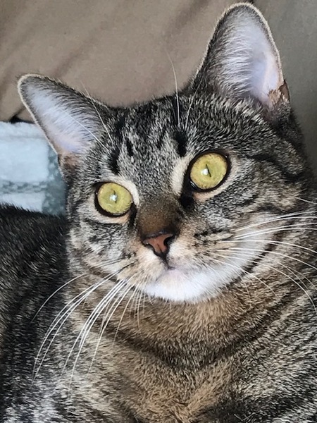 Entry image for Ringo Ravenpaw. Clicking this image will show a larger photo