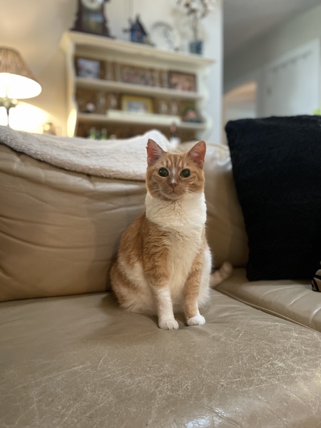 Entry image for Olive. Clicking this image will show a larger photo