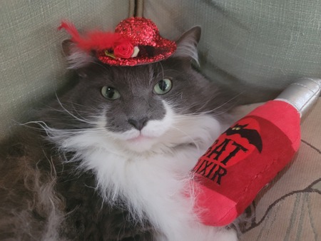 Entry image for Stormy. Clicking this image will show a larger photo