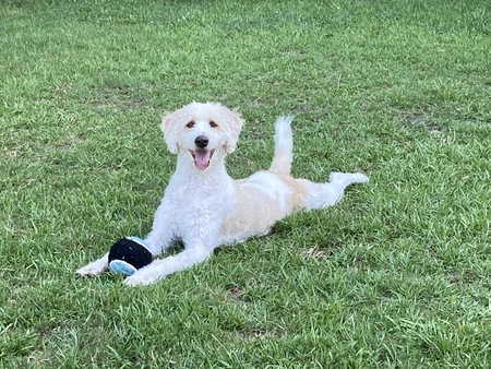 Entry image for Aonghus. Clicking this image will show a larger photo