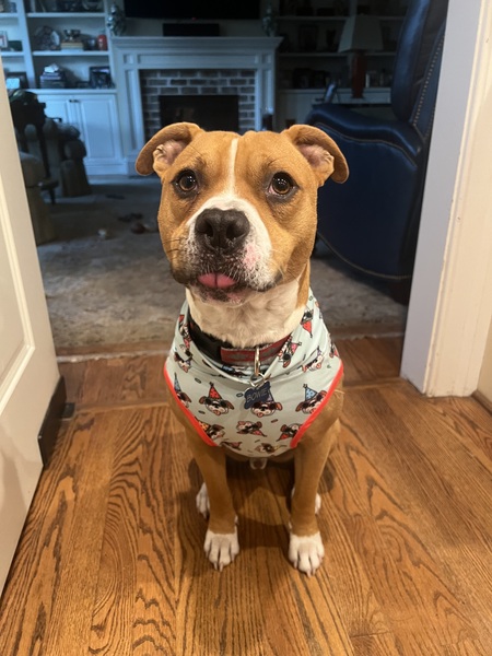 Entry image for Bowie. Clicking this image will show a larger photo