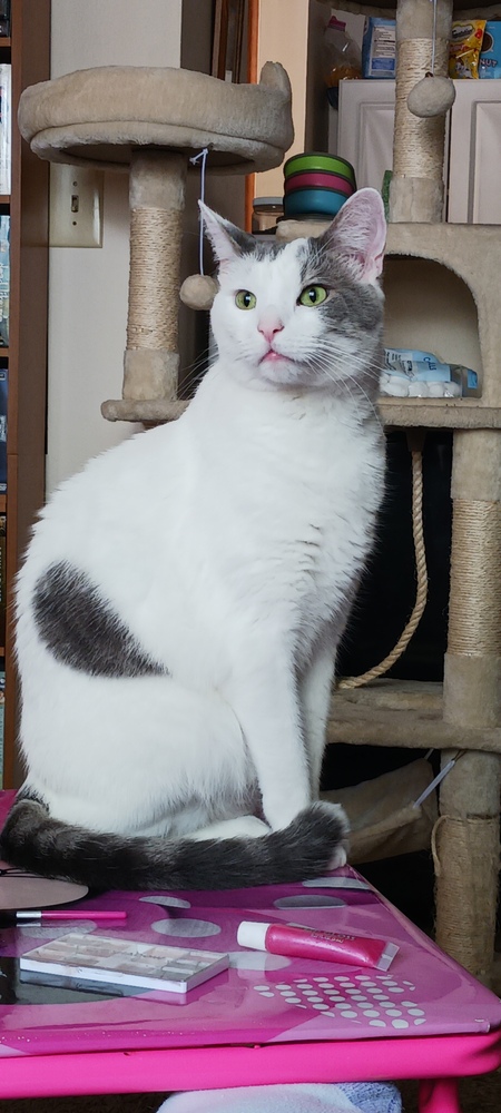 Entry image for Patches. Clicking this image will show a larger photo