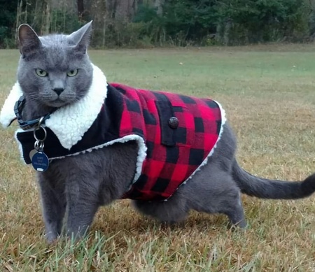 Entry image for Sabre Ray Dermatis . Clicking this image will show a larger photo