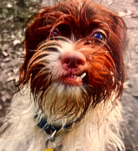 Entry image for Earl. Clicking this image will show a larger photo