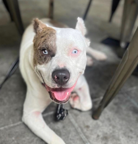 Entry image for Dunkin . Clicking this image will show a larger photo