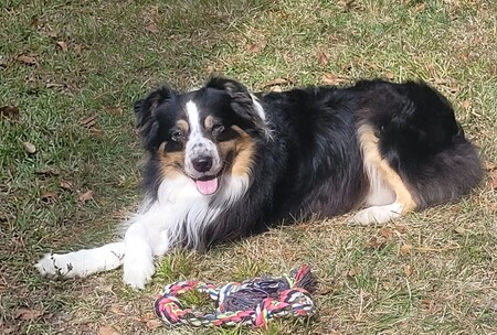 Entry image for Brutus. Clicking this image will show a larger photo