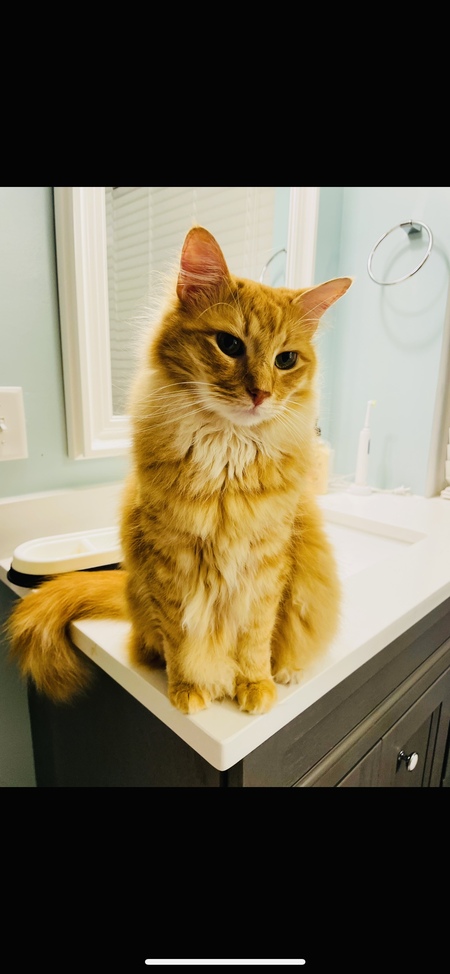 Entry image for Rumple. Clicking this image will show a larger photo