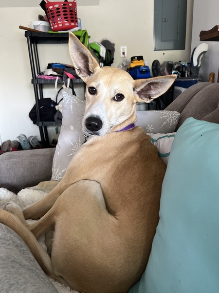 Entry image for Luna. Clicking this image will show a larger photo