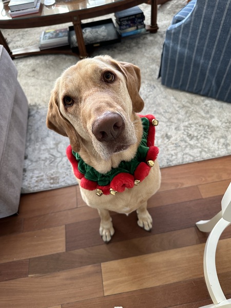 Entry image for Boogie. Clicking this image will show a larger photo