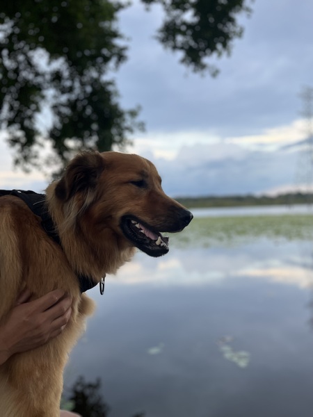 Entry image for Ruger. Clicking this image will show a larger photo