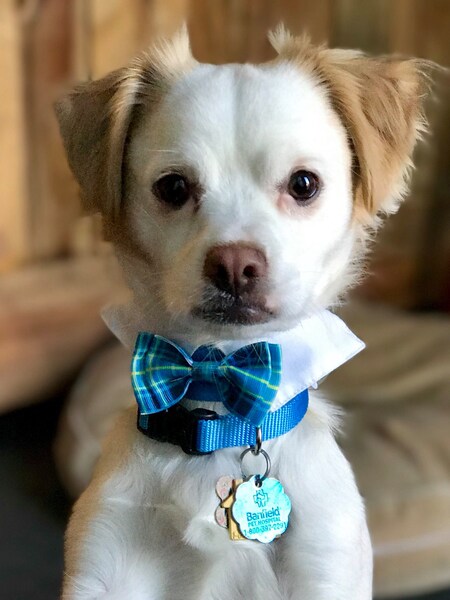 Entry image for Jax. Clicking this image will show a larger photo