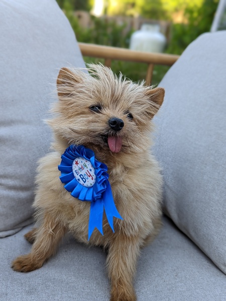 Entry image for Pip. Clicking this image will show a larger photo